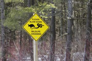 Protecting wildlife on roads was an important topic this year.