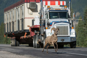 Wildlife often runs into the road.