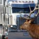 On The Road Safety for Truckers and Animals